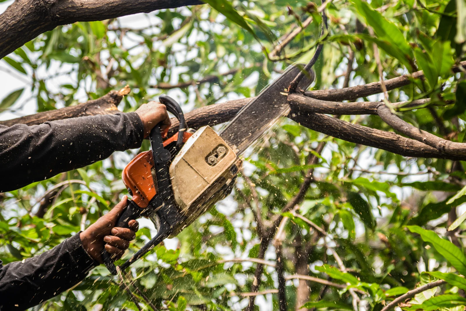 Tree Removal Near Me in Vernon Hills